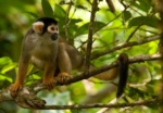 Peruvian Squirrel Monkey